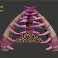 Primitive Decorative Structure Made With Bone Elements Leopard Print And Ropes