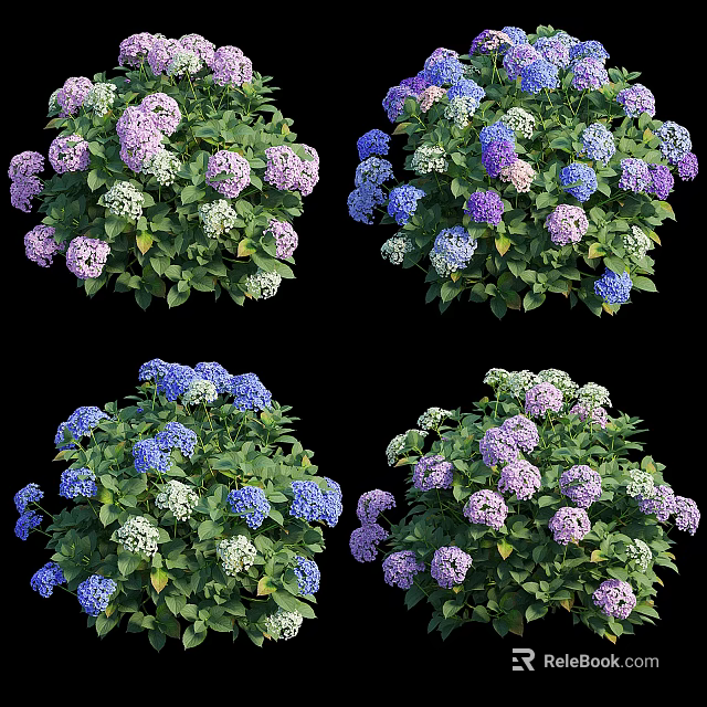 Colorful Hydrangea Flowers In Purple Blue White With Green Leaves Garden 3d model 