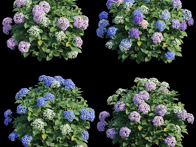 Colorful Hydrangea Flowers In Purple Blue White With Green Leaves Garden 3d model