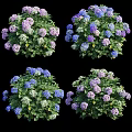 Colorful Hydrangea Flowers In Purple Blue White With Green Leaves Garden