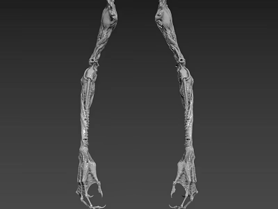 Mythical Creature Skeleton Legs Featuring Clawed Feet And Complex Bony Structure 3d model