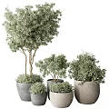 Potted Bonsai Plants of Various Sizes with Green Foliage in Gray Ceramic Pots
