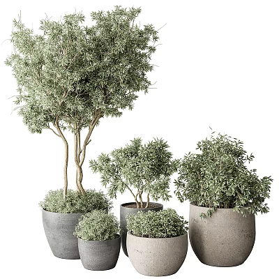 Potted Bonsai Plants of Various Sizes with Green Foliage in Gray Ceramic Pots 3d model