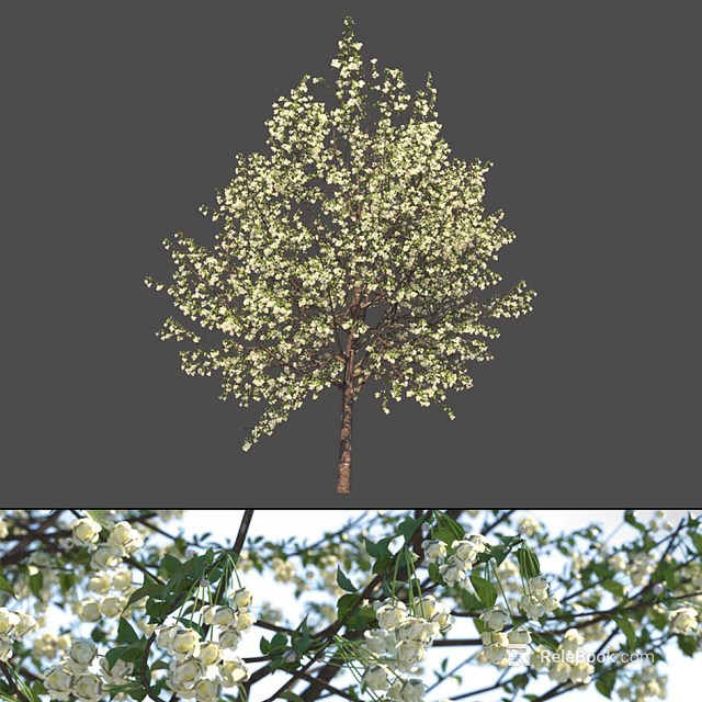 Beautiful Flowering Tree With Abundant White Blossoms And Fresh Green Leaves Against Blue Sky Background 3d model 