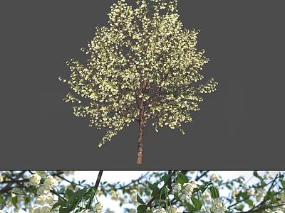 Beautiful Flowering Tree With Abundant White Blossoms And Fresh Green Leaves Against Blue Sky Background 3d model