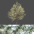 Beautiful Flowering Tree With Abundant White Blossoms And Fresh Green Leaves Against Blue Sky Background