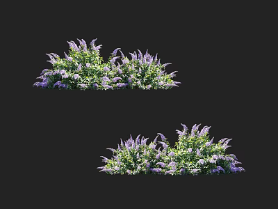 Lush Garden Shrubs with Purple Flowers and Green Leaves in Full Bloom 3d model