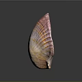 Artistic Shell Sculpture Carving With Detailed Pink Orange Stripes On Black Background