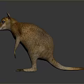 Realistic Brown Kangaroo Standing Pose 3D Model With Detailed Fur And Reflective Surface 3d model