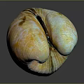 Colorful Striped Clam Shell in Detailed Close-up View with Shiny Surface