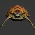 Colorful Sea Turtle With Vibrant Shell Patterns And Blue Flippers Isolated On Dark Background