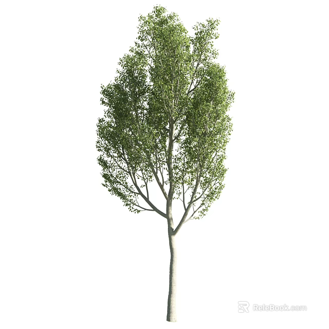 Deciduous Tree With Lush Green Foliage Tall Straight Trunk And Natural Form 3d model 