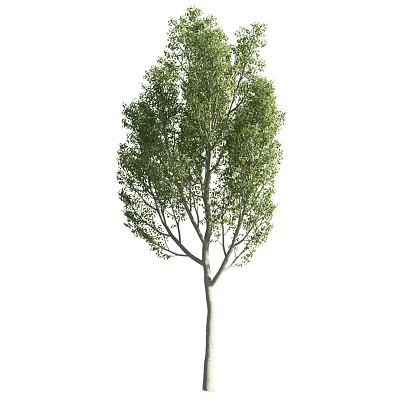 Deciduous Tree With Lush Green Foliage Tall Straight Trunk And Natural Form 3d model