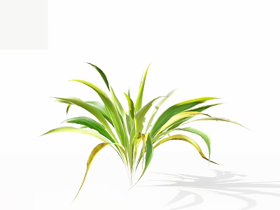 Green And Yellow Striped Leaf Plant With White Background And Shadow 3d model