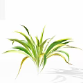 Green And Yellow Striped Leaf Plant With White Background And Shadow 3d model