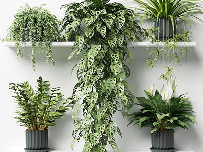 Indoor Potted Plants With Hanging Greenery Lush Leaves And Trailing Vines 3d model