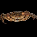 Shiny Golden Crab Aquatic Animal With Detailed Claws And Black Background Reflection