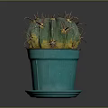 Healthy Thorny Cactus With Green And Yellow Body In Teal Pot With Saucer