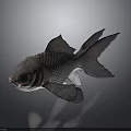 Dark Colored Fish With Large Eyes And Detailed Scales On Dark Background