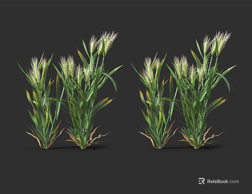 Natural Green Grass Clumps With White Feathery Flowers On Dark Background 3d model 