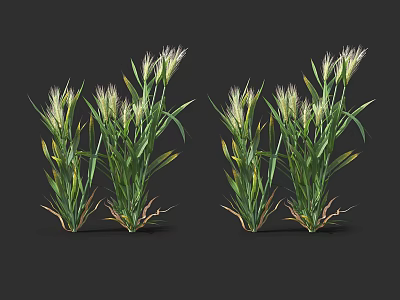 Natural Green Grass Clumps With White Feathery Flowers On Dark Background 3d model