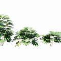Green Leafy Shrubs In Various Sizes For Garden Landscape Decoration