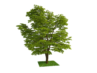 Arbor With Green Leaves Lush Canopy And Grassy Base In White Background 3d model