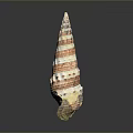 Aquatic Animal Conch Spiral Shell Featuring Red And White Stripes Displayed On Gray Background