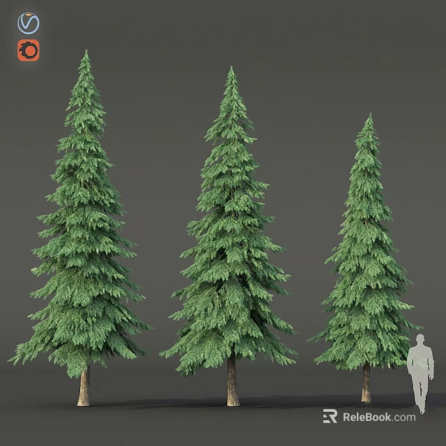 Three Tall Coniferous Trees With Lush Green Needles And Human Silhouette For Scale 3d model 