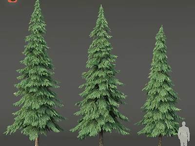 Three Tall Coniferous Trees With Lush Green Needles And Human Silhouette For Scale 3d model