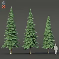 Three Tall Coniferous Trees With Lush Green Needles And Human Silhouette For Scale