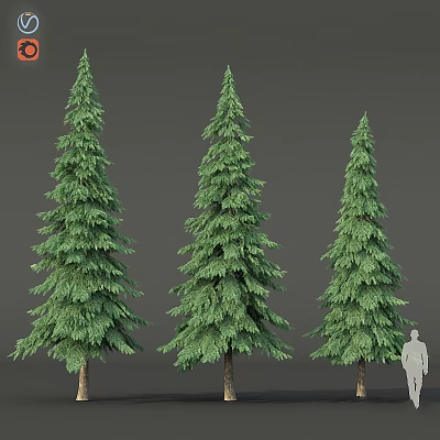 Three Tall Coniferous Trees With Lush Green Needles And Human Silhouette For Scale 3d model
