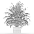 Lush Green Potted Palm Plant in Black Pot with Feathery Leaves for Indoor Decoration