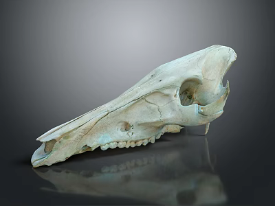 Medical Device Animal Skull Anatomical Model For Educational And Research Use 3d model