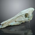 Medical Device Animal Skull Anatomical Model For Educational And Research Use
