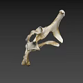 Detailed Animal Bone Structure Displaying Natural Skeletal Morphology And Anatomical Features