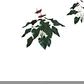Decorative Bonsai Potted Plants With Lush Green Leaves And Vibrant Red Flowers