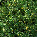 Lush Green Leafy Arbor With Abundant Yellow Fruits Isolated On Black