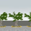 Lush Green Arbor Trees with Textured Trunks in Square Flower Beds Under Blue Sky