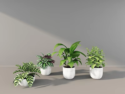 Indoor Decorative Potted Plants with White Pots and Various Leaf Types 3d model