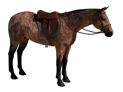 Bay Horse Standing With Properly Fitted Leather Saddle And Bridle 3d model