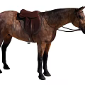 Bay Horse Standing With Properly Fitted Leather Saddle And Bridle