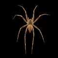 Grayish Brown Spider With Eight Long Legs On Black Background Close Up View