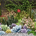 Beautiful Succulent Plants Garden with Cactus Colorful Varieties and Green Vines