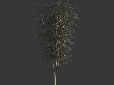 Attractive Green Shrub With Dense Foliage And Slender Branches For Garden Landscaping 3d model