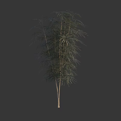 Attractive Green Shrub With Dense Foliage And Slender Branches For Garden Landscaping 3d model