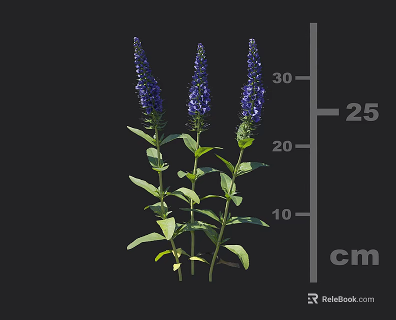 Purple Flowers With Green Stems And Leaves Measuring About 25 Cm 3d model 