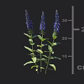 Purple Flowers With Green Stems And Leaves Measuring About 25 Cm