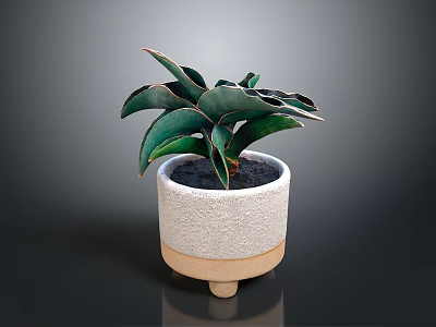 Green Leafy Potted Plant In Textured White Ceramic Pot With Wooden Base 3d model