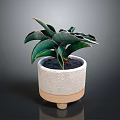 Green Leafy Potted Plant In Textured White Ceramic Pot With Wooden Base
